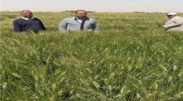 وزارة الزراعة تتابع البرامج البحثية والحقول الإرشادية في أسوان خلال عيد الفطر